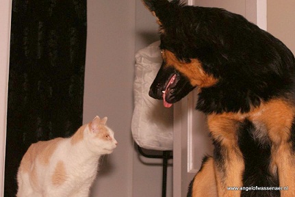 Hond & Kat